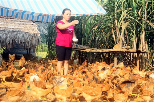 Trang trại gà của gia đình bà Triệu Thị Phin, dân tộc Dao, thôn Bản Kè B, xã Lăng Can, huyện Lâm Bình. Trang trại gà của gia đình bà Triệu Thị Phin, dân tộc Dao, thôn Bản Kè B, xã Lăng Can, huyện Lâm Bình.