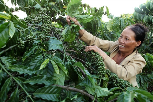 Nhờ nguồn vốn vay của NHCSXH tỉnh Gia Lai, gia đình chị Hoàng Thị Huyền ở xã H Neng, huyện Đắk Đoa đã mở rộng diện tích trồng cà phê, nâng cao thu nhập. Gia đình chị đã thoát nghèo từ 2013. Ảnh: Trần Việt – TTXVN