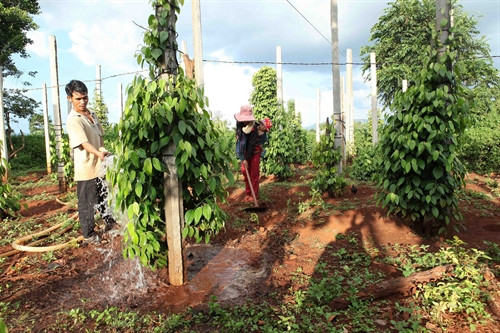 Gia đình anh H Nich, dân tộc Ba Na ở làng K Tang, xã K Dang, huyện Đắk Đoa vay vốn chương trình hộ nghèo đầu tư cải tạo trồng cà phê, hồ tiêu cho hiệu quả kinh tế, hiện gia đình đã thoát nghèo. Ảnh: Trần Việt - TTXVN