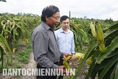 Dây chuyền sản xuất nấm sạch với các loại nấm sò, nấm linh chi, nấm mèo… của Hợp tác xã Cựu quân nhân xã Đăk Hring, huyện Đăk Hà. Ảnh: Văn Phương Cây thanh long ruột đỏ được chọn làm cây trồng chủ lực để phát triển tại Hợp tác xã Thần Nông ở xã Ia Chim, thành phố Kon Tum. Ảnh: Văn Phương Hợp tác xã đồng hành nhà nông Hoàng Bách Kon Tum ở xã Hòa Bình, thành phố Kon Tum chọn hướng đi là chăn nuôi gà dược liệu. Ảnh: Văn Phương