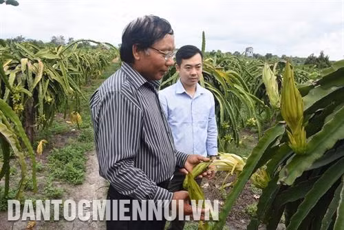 Dây chuyền sản xuất nấm sạch với các loại nấm sò, nấm linh chi, nấm mèo… của Hợp tác xã Cựu quân nhân xã Đăk Hring, huyện Đăk Hà. Ảnh: Văn Phương Cây thanh long ruột đỏ được chọn làm cây trồng chủ lực để phát triển tại Hợp tác xã Thần Nông ở xã Ia Chim, thành phố Kon Tum. Ảnh: Văn Phương Hợp tác xã đồng hành nhà nông Hoàng Bách Kon Tum ở xã Hòa Bình, thành phố Kon Tum chọn hướng đi là chăn nuôi gà dược liệu. Ảnh: Văn Phương