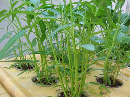 Rau muống trồng làm giống. Ảnh : nuoitrong123.com