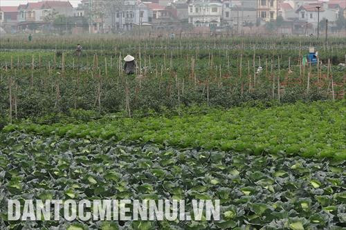 Xã viên Hợp tác xã rau an toàn Văn Đức trên cánh đồng rau an toàn.