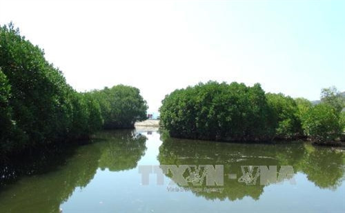 Rừng ngập mặn lâu năm ven đầm Nha Phu Rừng ngập mặn lâu năm ven đầm Nha Phu