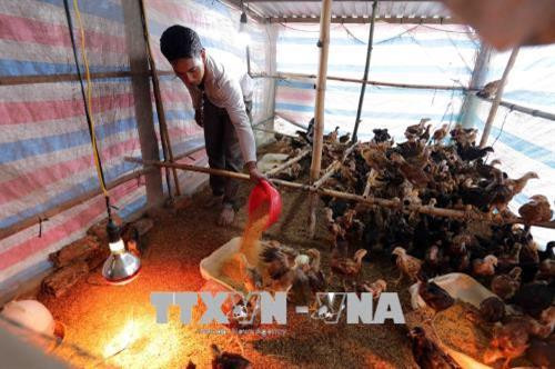 Nhờ nguồn vốn vay, các hộ nghèo đã từng bước cải thiện đời sống, góp phần quan trọng vào mục tiêu giảm nghèo và xây dựng nông thôn mới tại địa phương. Ảnh: Trần Việt - TTXVN Nhờ nguồn vốn vay, các hộ nghèo đã từng bước cải thiện đời sống, góp phần quan trọng vào mục tiêu giảm nghèo và xây dựng nông thôn mới tại địa phương. Ảnh: Trần Việt - TTXVN