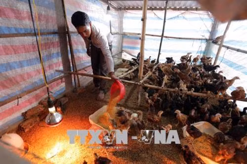 Nhờ nguồn vốn vay, các hộ nghèo đã từng bước cải thiện đời sống, góp phần quan trọng vào mục tiêu giảm nghèo và xây dựng nông thôn mới tại địa phương. Ảnh: Trần Việt - TTXVN