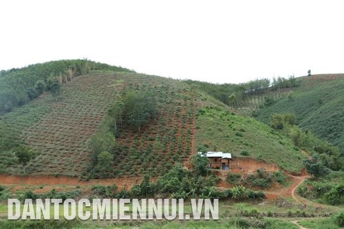 Người Brâu đã biết trồng lúa nước 2 vụ, trồng cây công nghiệp dài ngày và ứng dụng tiến bộ khoa học - kỹ thuật vào sản xuất. Ảnh: Minh Nhật Chiêng tha là báu vật trong văn hóa của đồng bào Brâu. Ảnh: Minh Nhật Những người Brâu có uy tín thường xuyên vận động đồng bào xóa bỏ hủ tục lạc hậu, tiếp cận các phương thức sản xuất mới…. Ảnh: Minh Nhật Ông Thao La, điển hình cho mô hình kinh tế gia đình của người Brâu, hiện có 15 con bò, hơn 3,5 ha lúa nếp đen, 8 sào ao cá, 10 con dê…, thu nhập hàng trăm triệu đồng/năm. Ảnh: Minh Nhật