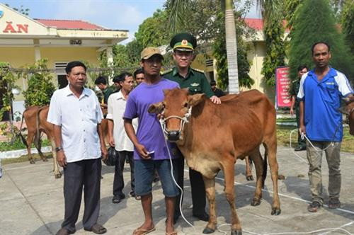 Bộ đội biên phòng hỗ trợ bò giống cho hộ nghèo khu vực biên giới Sóc Trăng ảnh 1 Bộ đội biên phòng hỗ trợ bò giống cho hộ nghèo khu vực biên giới Sóc Trăng ảnh 1