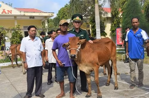 Bộ đội biên phòng hỗ trợ bò giống cho hộ nghèo khu vực biên giới Sóc Trăng ảnh 1