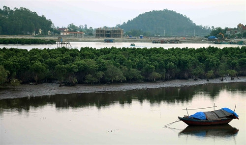Rừng ngập mặn được trồng tại huyện Nghi Lộc đang phát triển tốt. Ảnh: Thanh Tùng/TTXVN Rừng ngập mặn được trồng tại huyện Nghi Lộc đang phát triển tốt. Ảnh: Thanh Tùng/TTXVN