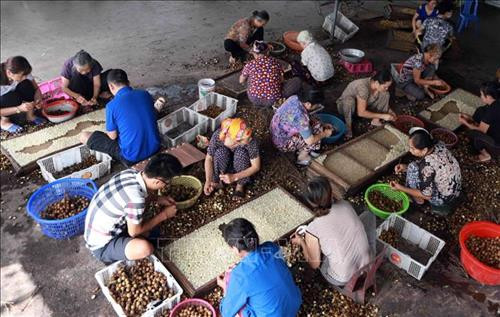Nghề chế biến long nhãn sấy khô đã có từ lâu và tập trung ở các xã Ba Hàng, Phương Chiểu, Hồng Nam, Tân Hưng… thành phố Hưng Yên. Mỗi năm, các làng nghề chế biến và cung cấp cho thị trường trong nước và xuất khẩu sang thị trường Trung Quốc từ 10.000 - 15.000 tấn quả nhãn tươi, tương đương 1.000 - 1.500 tấn long nhãn thành phẩm, mang về doanh thu hàng trăm tỷ đồng, tạo việc làm có thu nhập ổn định cho hàng nghìn lao động tại địa phương. Ảnh: Hoàng Hùng – TTXVN Nghề chế biến long nhãn sấy khô đã có từ lâu và tập trung ở các xã Ba Hàng, Phương Chiểu, Hồng Nam, Tân Hưng… thành phố Hưng Yên. Mỗi năm, các làng nghề chế biến và cung cấp cho thị trường trong nước và xuất khẩu sang thị trường Trung Quốc từ 10.000 - 15.000 tấn quả nhãn tươi, tương đương 1.000 - 1.500 tấn long nhãn thành phẩm, mang về doanh thu hàng trăm tỷ đồng, tạo việc làm có thu nhập ổn định cho hàng nghìn lao động tại địa phương. Ảnh: Hoàng Hùng – TTXVN