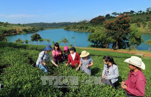 Du khách hái trà tại Nông trường trà Tâm Châu - Bảo Lộc. Ảnh: Chu Quốc Hùng – TTXVN Du khách hái trà tại Nông trường trà Tâm Châu - Bảo Lộc. Ảnh: Chu Quốc Hùng – TTXVN