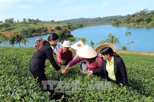 Du khách hái trà tại Nông trường trà Tâm Châu - Bảo Lộc. Ảnh: Chu Quốc Hùng – TTXVN