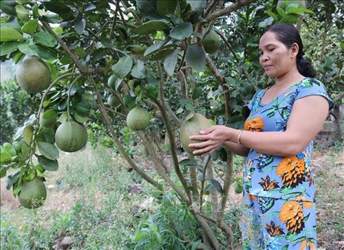 Người dân xã Phước Bình (Bác Ái, Ninh Thuận) chăm sóc vườn bưởi da xanh. Ảnh: Nguyễn Thành - TTXVN Người dân xã Phước Bình (Bác Ái, Ninh Thuận) chăm sóc vườn bưởi da xanh. Ảnh: Nguyễn Thành - TTXVN