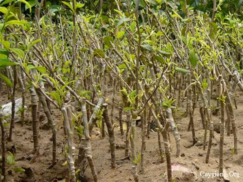 Cây táo giống. Ảnh: caygiong.org