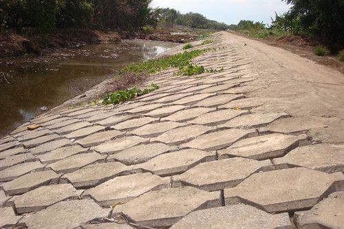 Đê bệ tông kiên cố sau rừng mắm phòng hộ tại xã Bình Sơn, huyện Hòn Đất -Kiên Giang .