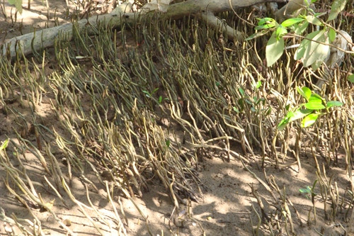 Rễ cây mắm hút phù sa phát triển thành rừng phòng hộ ven biển ở Hòn Đất, tỉnh Kiên Giang