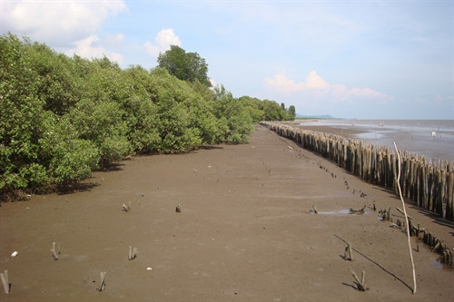 Cừ tràm làm kè chống sóng biển xâm thực tại xã Bình Sơn, huyện Hòn Đất- Kiện Giang
