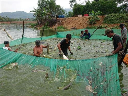 Thu hoạch cá tra thương phẩm được nuôi bằng mì gói, lòng gà tại gia đình ông Nguyễn Ngọc Pha, xã Tóc Tiên, thị xã Phú Mỹ, tỉnh Bà Rịa-Vũng Tàu. Ảnh: Hoàng Nhị - TTXVN Thu hoạch cá tra thương phẩm được nuôi bằng mì gói, lòng gà tại gia đình ông Nguyễn Ngọc Pha, xã Tóc Tiên, thị xã Phú Mỹ, tỉnh Bà Rịa-Vũng Tàu. Ảnh: Hoàng Nhị - TTXVN