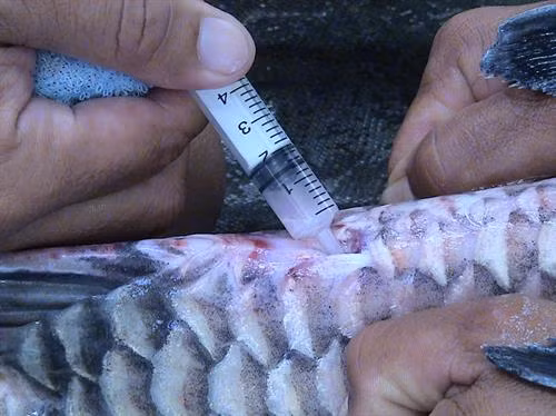 Lấy tinh cá hô đực