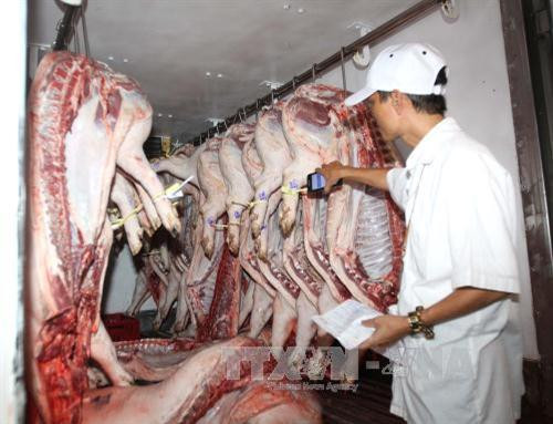 Kiểm tra heo có đeo vòng nhận diện và có đầy đủ thông tin truy xuất nguồn gốc vào chợ Hóc Môn (Thành phố Hồ Chí Minh). Ảnh: Thanh Vũ-TTXVN