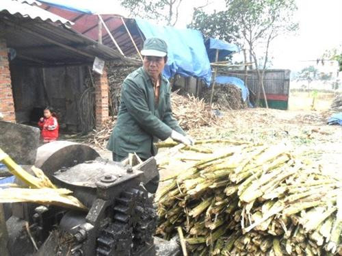 Người làm đường phên những cây mía to và đảm bảo độ ngọt để ép lấy nước Người làm đường phên những cây mía to và đảm bảo độ ngọt để ép lấy nước