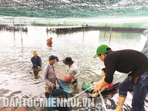 Mô hình sản xuất liên kết chuỗi gắn với thị trường tiêu thụ đã giúp nhiều hộ nuôi tôm ở Cà Mau nâng cao thu nhập. Ảnh: Kim Há Mô hình sản xuất liên kết chuỗi gắn với thị trường tiêu thụ đã giúp nhiều hộ nuôi tôm ở Cà Mau nâng cao thu nhập. Ảnh: Kim Há