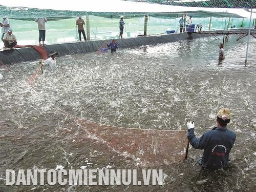 Thu hoạch tôm nuôi siêu thâm canh tại tỉnh Cà Mau. Ảnh: Kim Há Thu hoạch tôm nuôi siêu thâm canh tại tỉnh Cà Mau. Ảnh: Kim Há
