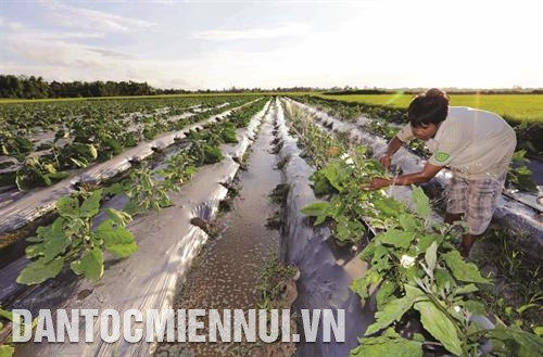 Ðồng bào Khmer ở ấp Sóc Chùa, xã Thuận Hòa, huyện Cầu Ngang được hỗ trợ kinh phí để cải tạo đất trồng lúa kém hiệu quả sang trồng màu, cho hiệu quả kinh tế cao. Ảnh: Trần Việt Ðồng bào Khmer ở ấp Sóc Chùa, xã Thuận Hòa, huyện Cầu Ngang được hỗ trợ kinh phí để cải tạo đất trồng lúa kém hiệu quả sang trồng màu, cho hiệu quả kinh tế cao. Ảnh: Trần Việt