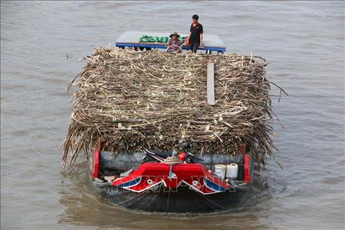 Mía thu hoạch tại thành phố Vị Thanh được chở bằng ghe đến nhà máy đường. Ảnh: Duy Khương - TTXVN Mía thu hoạch tại thành phố Vị Thanh được chở bằng ghe đến nhà máy đường. Ảnh: Duy Khương - TTXVN