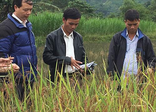 Cán bộ kỹ thuật kiểm tra chất lượng lúa Ra dư trồng trên ruộng nước. Ảnh:baothuathienhue.vn Cán bộ kỹ thuật kiểm tra chất lượng lúa Ra dư trồng trên ruộng nước. Ảnh:baothuathienhue.vn