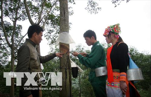 Hướng dẫn công nhân cạo mủ cao su. Ảnh: Việt Hoàng - TTXVN Hướng dẫn công nhân cạo mủ cao su. Ảnh: Việt Hoàng - TTXVN