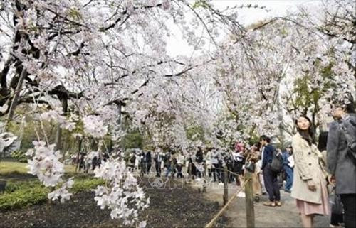 Hoa anh đào nở rộ trên sông Meguro, thủ đô Tokyo, Nhật Bản, ngày 3/4/2019. Ảnh: THX/ TTXVN Hoa anh đào nở rộ tại thủ đô Tokyo, Nhật Bản, ngày 27/3/2019. Ảnh: Kyodo/ TTXVN Người dân chiêm ngưỡng vẻ đẹp của hoa anh đào tại Tokyo, Nhật Bản, ngày 30/3/2019. Ảnh: Kyodo/ TTXVN Hoa anh đào nở rộ trên sông Meguro, thủ đô Tokyo, Nhật Bản, ngày 3/4/2019. Ảnh: THX/ TTXVN Hoa anh đào nở rộ tại thủ đô Tokyo, Nhật Bản, ngày 27/3/2019. Ảnh: Kyodo/ TTXVN Người dân chiêm ngưỡng vẻ đẹp của hoa anh đào tại Tokyo, Nhật Bản, ngày 30/3/2019. Ảnh: Kyodo/ TTXVN