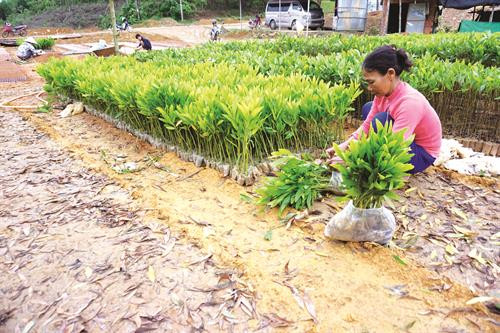 Cao su là cây làm giàu ở huyện Nam Đông, tạo kỳ tích trong việc xóa đói giảm nghèo, xây dựng nông thôn mới Tuyến đường Hồ Chí Minh đoạn qua xã Hương Lộc, huyện Nam Đông đang trong quá trình xây dựng. Tuyến đường hoàn thành sẽ tạo điều kiện thuận lợi cho đồng bào đi lại Trường mầm non xã Hương Sơn, huyện Nam Đông vừa được xây mới khang trang hơn Nhiều hộ đồng bào trong huyện đã có thu nhập ổn định nhờ nghề ươm giống cây rừng Nhiều năm qua, huyện Nam Đông tập trung xây dựng, nâng cấp hệ thống trường học