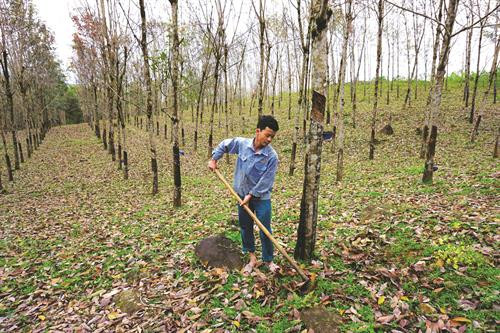 Cao su là cây làm giàu ở huyện Nam Đông, tạo kỳ tích trong việc xóa đói giảm nghèo, xây dựng nông thôn mới Tuyến đường Hồ Chí Minh đoạn qua xã Hương Lộc, huyện Nam Đông đang trong quá trình xây dựng. Tuyến đường hoàn thành sẽ tạo điều kiện thuận lợi cho đồng bào đi lại Trường mầm non xã Hương Sơn, huyện Nam Đông vừa được xây mới khang trang hơn Nhiều hộ đồng bào trong huyện đã có thu nhập ổn định nhờ nghề ươm giống cây rừng Nhiều năm qua, huyện Nam Đông tập trung xây dựng, nâng cấp hệ thống trường học