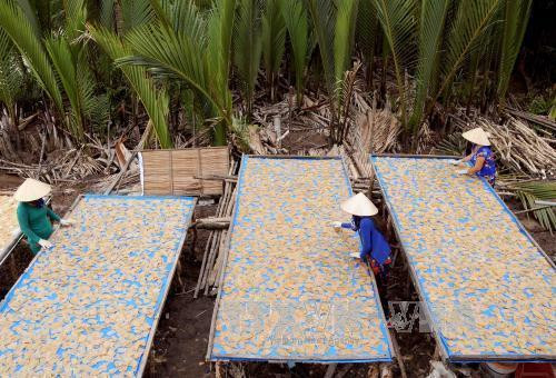 Phơi bánh phồng tôm tại một cơ sở sản xuất tại xã Tân Ân Tây, huyện Ngọc Hiển. Ảnh: An Hiếu – TTXVN