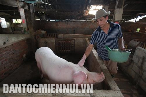 Trại chăn nuôi lợn của gia đình anh La Văn Dương, 1 thành viên của HTX Hợp Lực, phố Đầu Cầu, thị trấn Phủ Thông