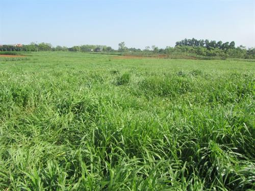 Ruzi thuộc họ hoà thảo, là giống cỏ lâu năm, thân bò. Ảnh :nuoitrong123.com Ruzi thuộc họ hoà thảo, là giống cỏ lâu năm, thân bò. Ảnh :nuoitrong123.com