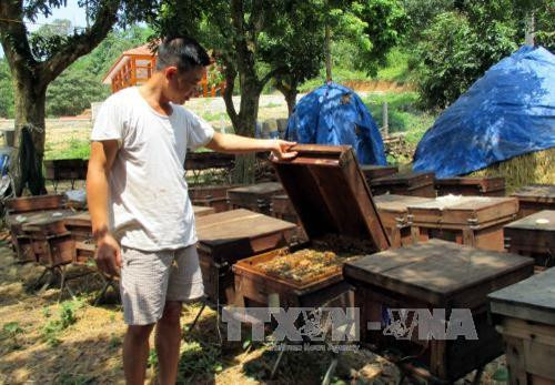 Vài năm gần đây, nghề nuôi ong lấy mật phát triển và được xem là nghề xóa đói, giảm nghèo, làm giàu bền vững cho các hộ đồng bào dân tộc thiểu số ở tỉnh Tuyên Quang. Ảnh Quang Đán – TTXVN Vài năm gần đây, nghề nuôi ong lấy mật phát triển và được xem là nghề xóa đói, giảm nghèo, làm giàu bền vững cho các hộ đồng bào dân tộc thiểu số ở tỉnh Tuyên Quang. Ảnh Quang Đán – TTXVN
