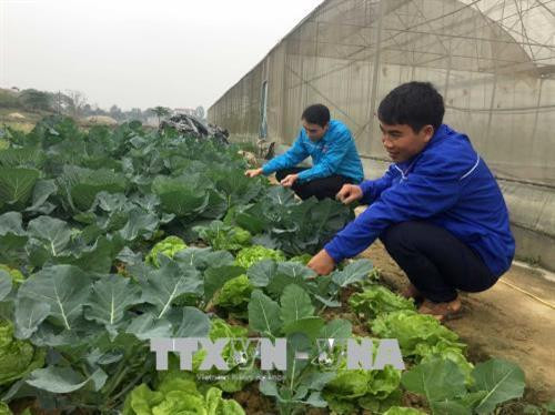Anh Lê Ngọc Đạt (bên phải) kiểm tra tốc độ sinh trưởng của vườn cây. Ảnh: Nguyễn Nam - TTXVN Anh Lê Ngọc Đạt (bên phải) kiểm tra tốc độ sinh trưởng của vườn cây. Ảnh: Nguyễn Nam - TTXVN