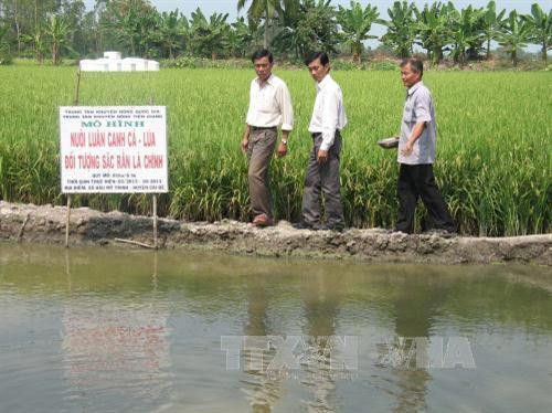 Mô hình cá + lúa vùng ngập lũ. Ảnh: Minh Trí - TTXVN Mô hình cá + lúa vùng ngập lũ. Ảnh: Minh Trí - TTXVN