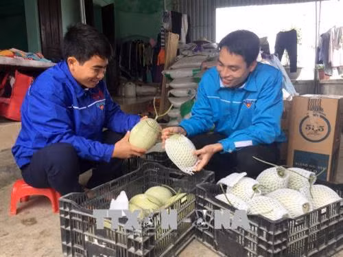 Anh Lê Ngọc Đạt (bên trái) thu hoạch dưa lưới Nhật Bản. Ảnh: Nguyễn Nam - TTXVN
