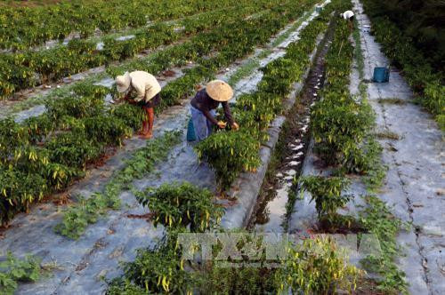 Trồng ớt sừng vàng cho thu nhập 150 triệu - 200 triệu đồng/ha/vụ ở Hậu Giang. Ảnh: Duy Khương - TTXVN