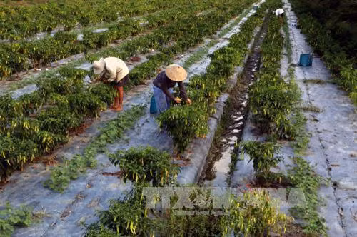 Trồng ớt sừng vàng cho thu nhập 150 triệu - 200 triệu đồng/ha/vụ ở Hậu Giang. Ảnh: Duy Khương - TTXVN