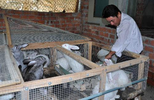 Mô hình nuôi thỏ lai cho hiệu quả kinh tế cao. Ảnh: Trần Lê Lâm - TTXVN Mô hình nuôi thỏ lai cho hiệu quả kinh tế cao. Ảnh: Trần Lê Lâm - TTXVN