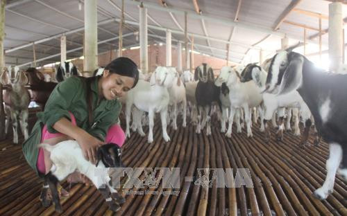 Dê con được chăm sóc, kiểm tra kỹ lưỡng để đảm bảo khỏe mạnh, giống tốt. Ảnh: Lê Xuân-TTXVN. Dê con được chăm sóc, kiểm tra kỹ lưỡng để đảm bảo khỏe mạnh, giống tốt. Ảnh: Lê Xuân-TTXVN.