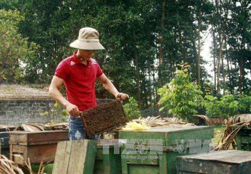 Anh Quách Trung Kiên ởTuyên Quang có hơn 1.000 đàn ong mật, mỗi năm cho thu lãi gần 1,5 tỷ đồng và tạo việc làm thường xuyên cho 5 lao động với mức lương từ 5-6 triệu đồng/người/tháng. Ảnh: Quang Cường - TTXVN Anh Quách Trung Kiên ởTuyên Quang có hơn 1.000 đàn ong mật, mỗi năm cho thu lãi gần 1,5 tỷ đồng và tạo việc làm thường xuyên cho 5 lao động với mức lương từ 5-6 triệu đồng/người/tháng. Ảnh: Quang Cường - TTXVN