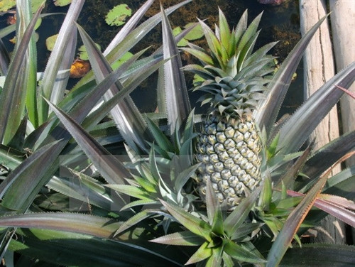 Dứa hoa là dứa ra đợt quả đầu tiên với nhiều cây con ở phần cuống, tượng trưng cho sự sung túc, đầy đủ. (Ảnh: Xuân Dự/TTXVN)