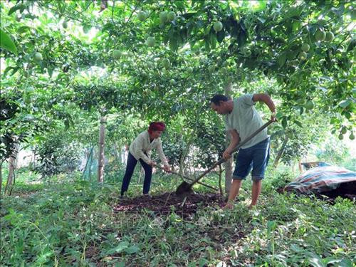 Người dân ở xã Tân Lập chăm sóc cây chanh leo. Ảnh: Hữu Quyết – TTXVN Người dân ở xã Tân Lập chăm sóc cây chanh leo. Ảnh: Hữu Quyết – TTXVN