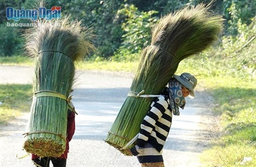 Mùa này, đi đọc trên các tuyến đường vùng cao Tây Trà, người đi đường dễ dàng bắt gặp hình ảnh những cô gái dân tộc Co gùi trên lưng những bông hoa đót thu hoạch được từ rừng về. Cùng với cây lồ ô, mây... thì cây đót cũng được xem là nguồn lợi tự nhiên giúp người dân vùng cao nơi đây có thêm nguồn thu nhập.